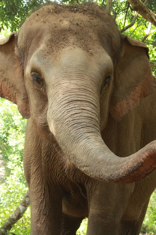 Chiang Mai: Ethical Elephant Sanctuary Day Tour & Lunch - Interacting With Elephants