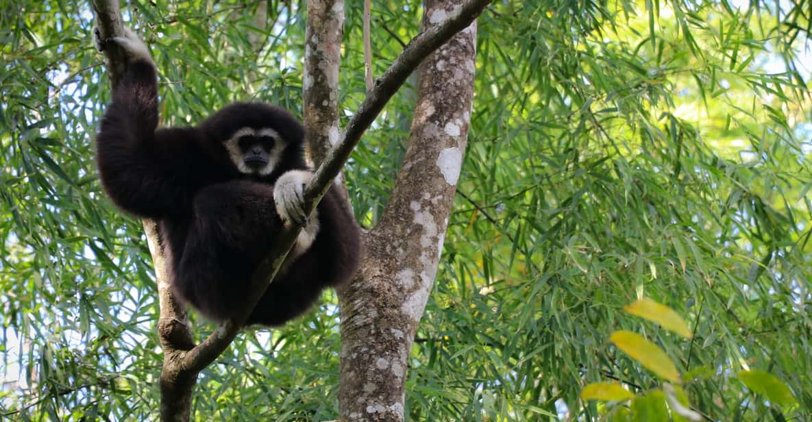 Chiang Mai: Gibbons, Trekking & Mae Kampong Small Group Tour - Activities and Experiences