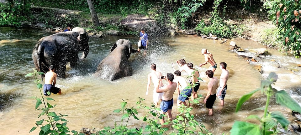 Chiang Mai: Highlight One Day Trekking & Elephant Care - Feeding and Bathing Elephants