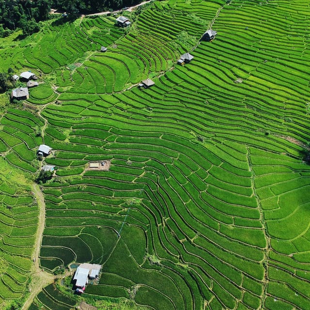 Chiangmai : Doi Inthanon Unseen Spot , Rice Terrace & Temple - Vibrant Rice Terraces