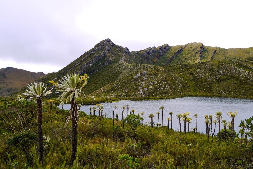 Chingaza: The Mountain of Water - Importance of the Paramo Ecosystem