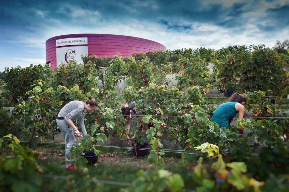 Chinon: Prestige Tours and Wine Tasting - Varietal Tasting