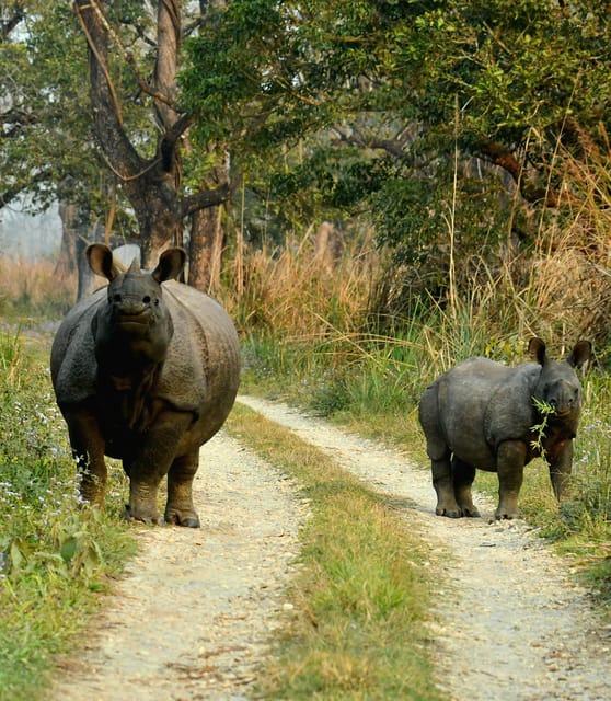 Chitwan: 2-Night Safari Tour With Jeep Tour and Jungle Walk - Essential Packing List