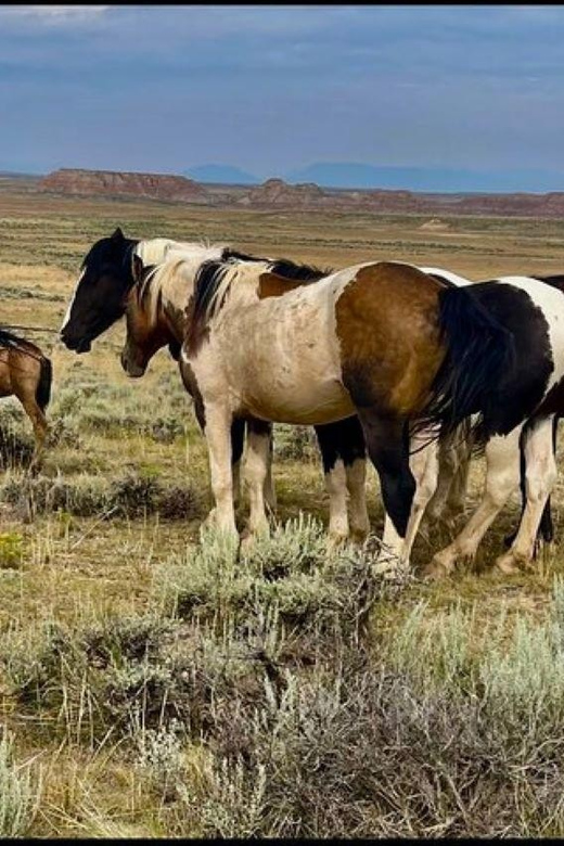 Cody: Red Canyon Wild Mustang Van or Bus Tour - Weather Considerations