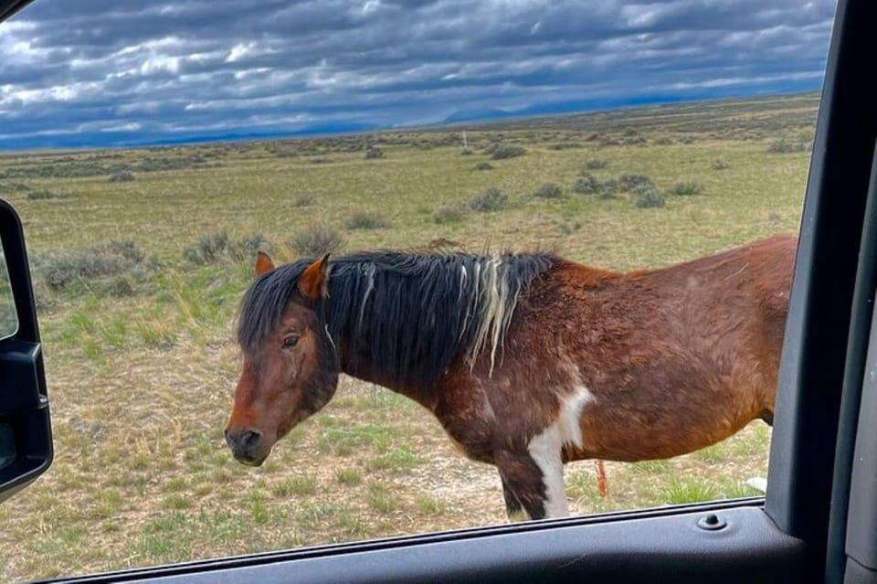 Cody: Wild Mustang Small Group Eco Tour - Wild Mustang Herd