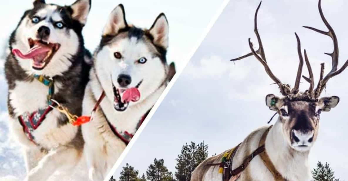 Combo TourHusky and Reindeer Sledding Ride in Levi - Participant Restrictions