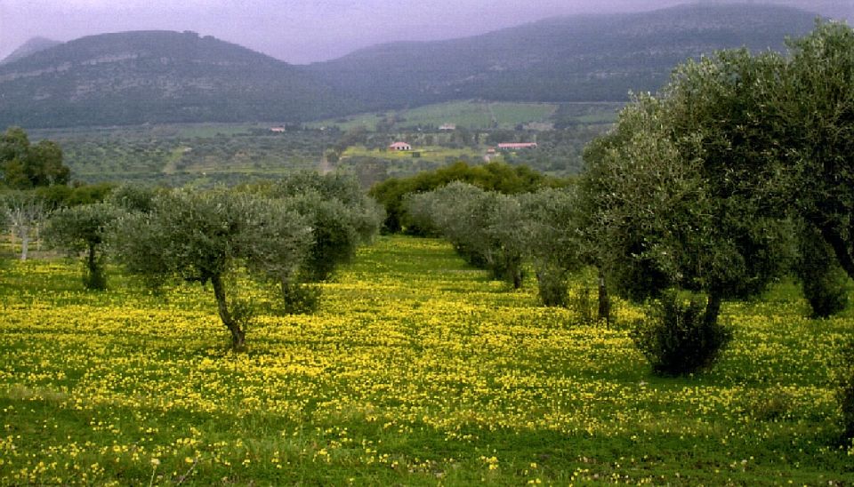 Corfu: Hiking in Olive Groves,Village,Sunset,with Swim Stop - Meeting Point and What to Bring