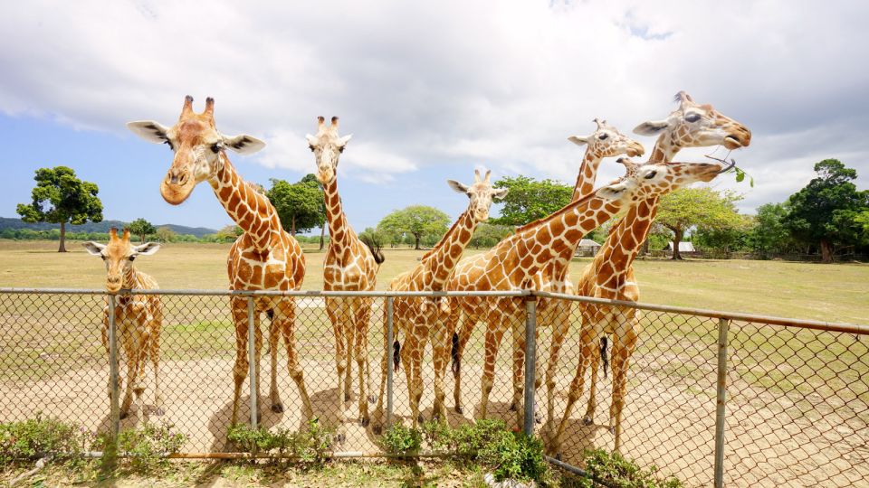 Coron: Black Island & Calauit Private Safari Tour - Preserving Filipino Wildlife