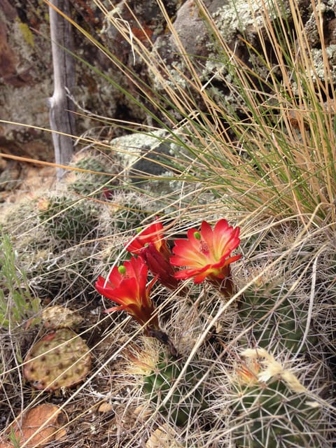 Cortez: Hawkins Nature Preserve Guided Walking Tour - Meeting Point and Preparation