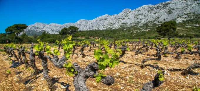 Coteaux D'aix: Sainte-Victoire Wine Tour & Cézanne Mill Visit - Customer Ratings and Feedback