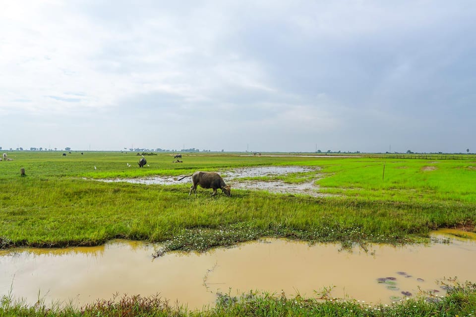 Country Cycling & Homemade Lunch in Siem Reap - Cycling Route and Scenery