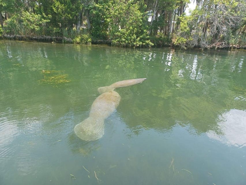 Crystal River: Manatee Snorkel With In-Water Guide - Getting to the Meet-Up Point