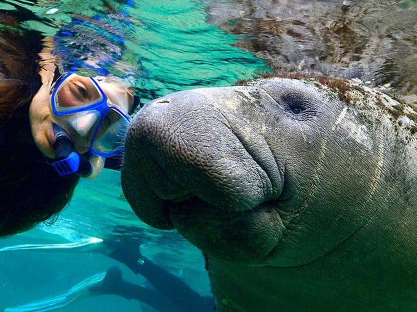 Crystal River: Swim and Snorkel With Manatees Tour - Kings Bay and Three Sisters Springs