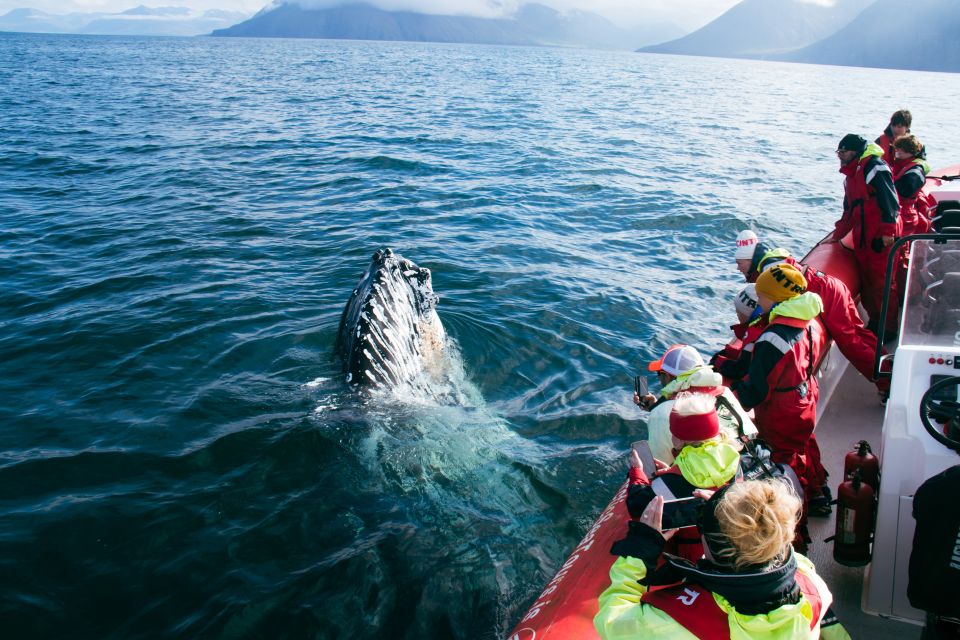 Dalvík: Whale Watching Speedboat Tour - Inclusions and Restrictions