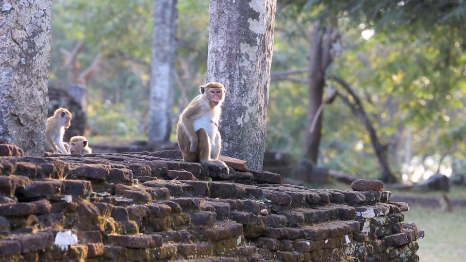 Dambulla: Polonnaruwa & Sigiriya All-Inclusive Tour - Exploring Polonnaruwa