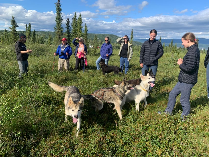 Denali: 1 Hour Tundra Walk With Free Running Sled Dogs - Preparation for the Tour