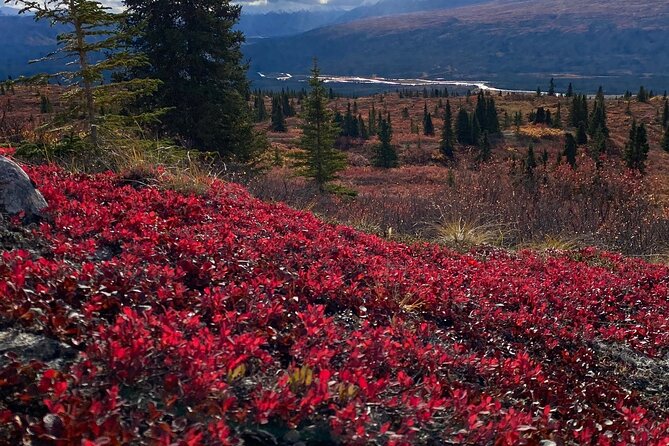 Denali National Park Walking Tour - Customer Reviews and Feedback