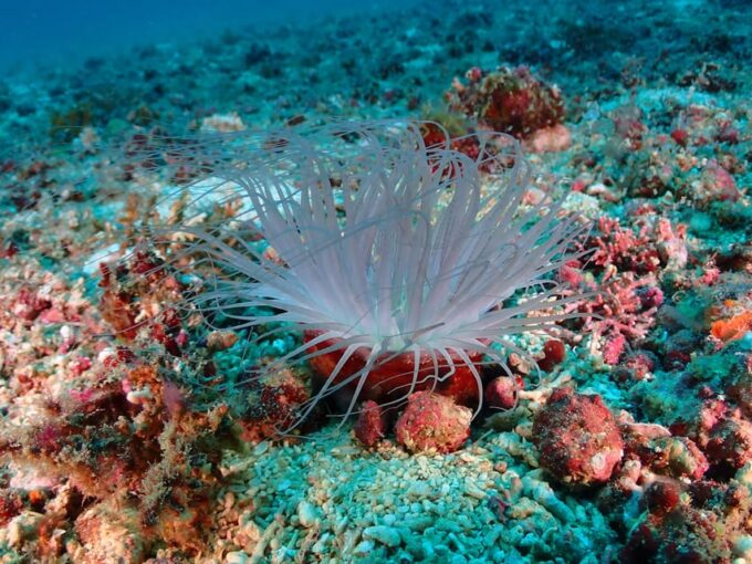 Discover Scuba Diving in Boracay - Customer Feedback and Ratings