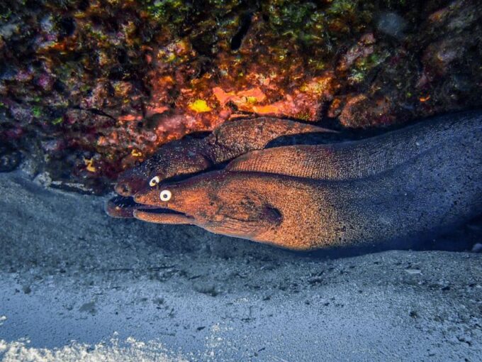 Diving at Lanzarote - 2 Guided Dives for Certified Divers - Rental Equipment and Inclusions