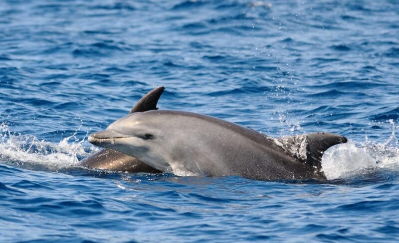 Dolphin Kayak Safari at Sunset at Golfo Aranci - Kayak and Dolphin Sighting