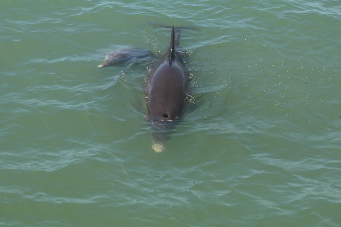 Dolphin Tour on a Private Boat - Accessibility Information