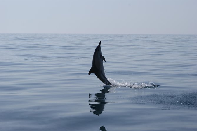 Dolphin Watching and Cave Tour From Vilamoura - Dolphin Encounters in Their Habitat