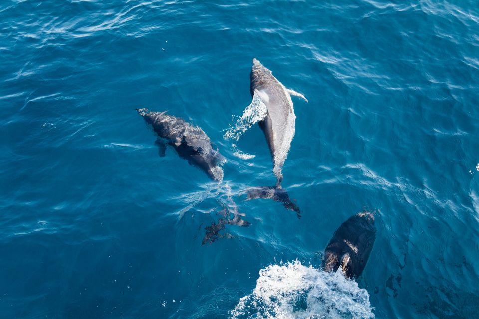 Dolphin Watching in Trincomalee - Frequently Asked Questions