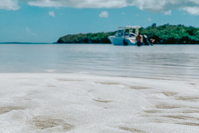 Dolphin Watching & Snorkeling - Best Time for Dolphin Watching