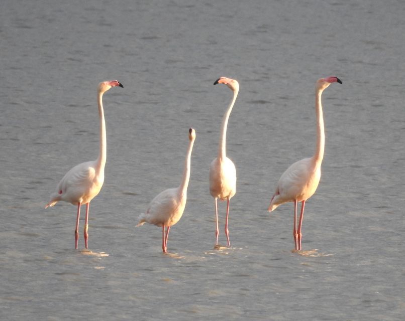 Doñana National Park Off-Road Tour From Seville - Exploring Doñana National Park