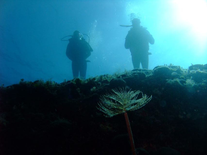 Dubrovnik: 1-Day Diving Package - Group Management