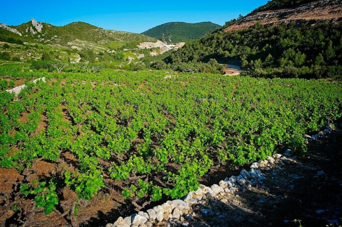 Dubrovnik: Deep Red Wine Tour of Pelješac - Renowned Wine Region