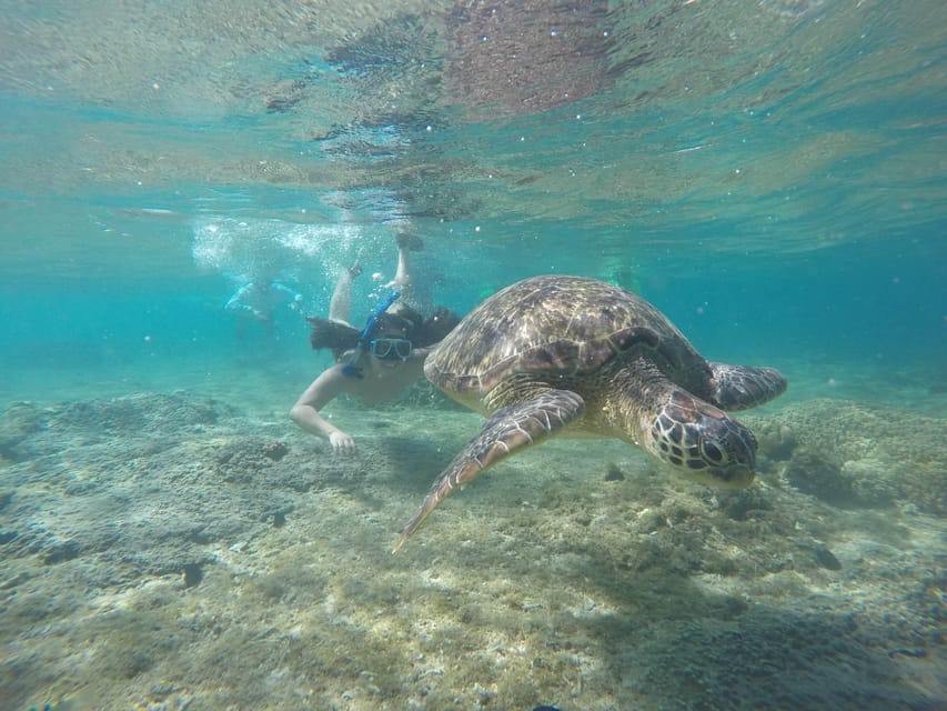 Dumaguete: Apo Island Snorkeling and Hiking Joiners Tour - Booking and Reservations