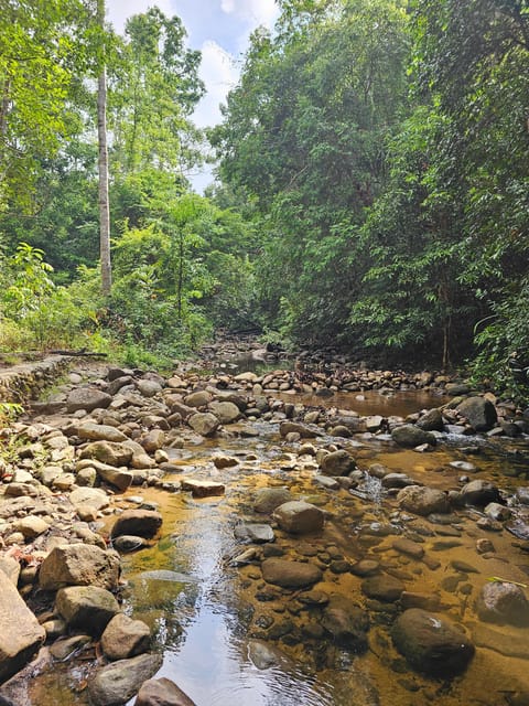 Early Bird Rainforest Walk & Forest Bathing - What to Bring