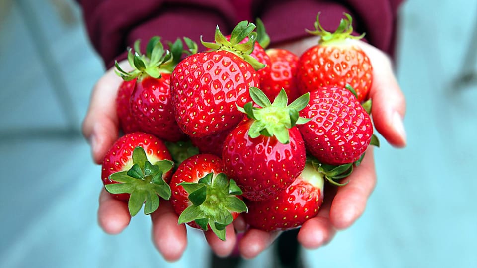 Eobi Ice With Snow Sledding & Strawberry Picking Day Tour - Drop-off Locations