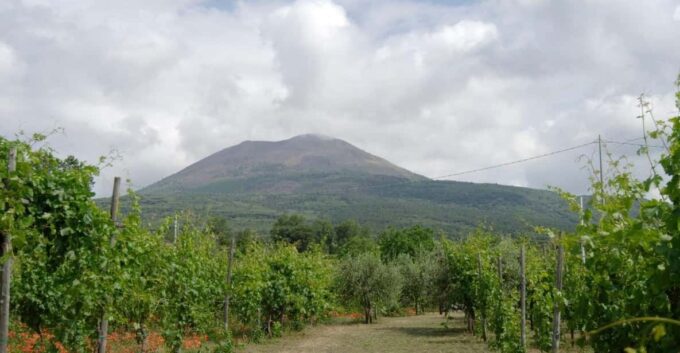 Ercolano Vineyards, View Cellar Wine Tasting and Brunch - Tasting Cellar Experience