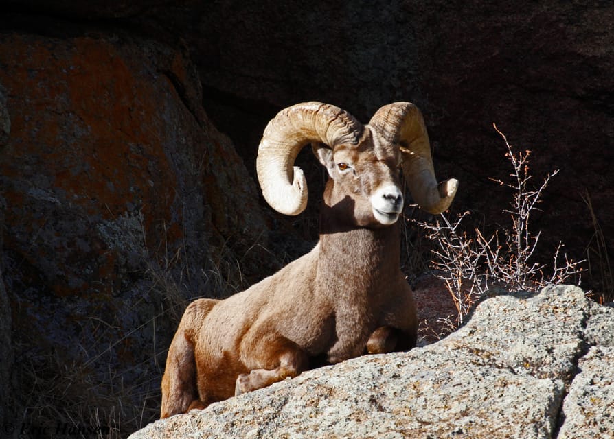 Estes Park: Rocky Mountain National Park Safari Tour - Maximum Participants and Language