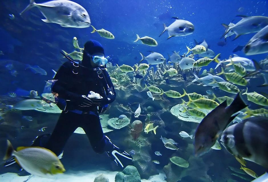 Exciteful Scuba Diving Experience in Antalya - Future Enhancements and Suggestions