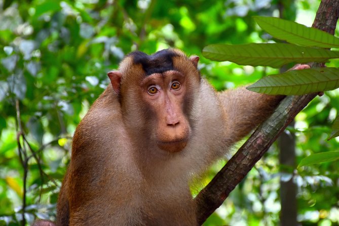 FAMILY JUNGLE TOUR: Orangutan Trek (4-Hours Hike) by Ecotravel Bukit Lawang - Booking and Transportation Options