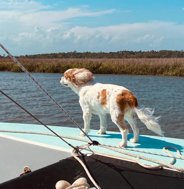 Folly Beach: Private Daytime or Sunset Sail, Cooler Provided - Wildlife Viewing Opportunities