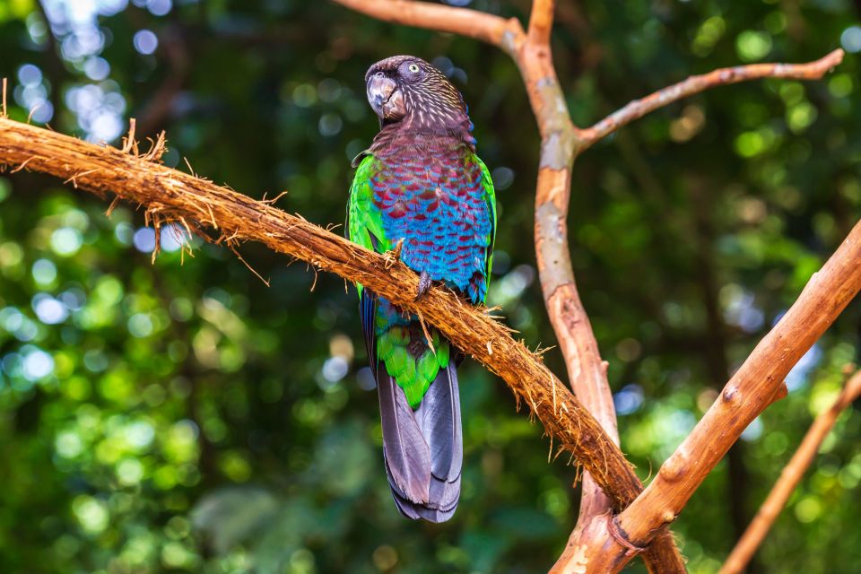 Foz Do Iguaçu: Bird Park Experience - Park Highlights