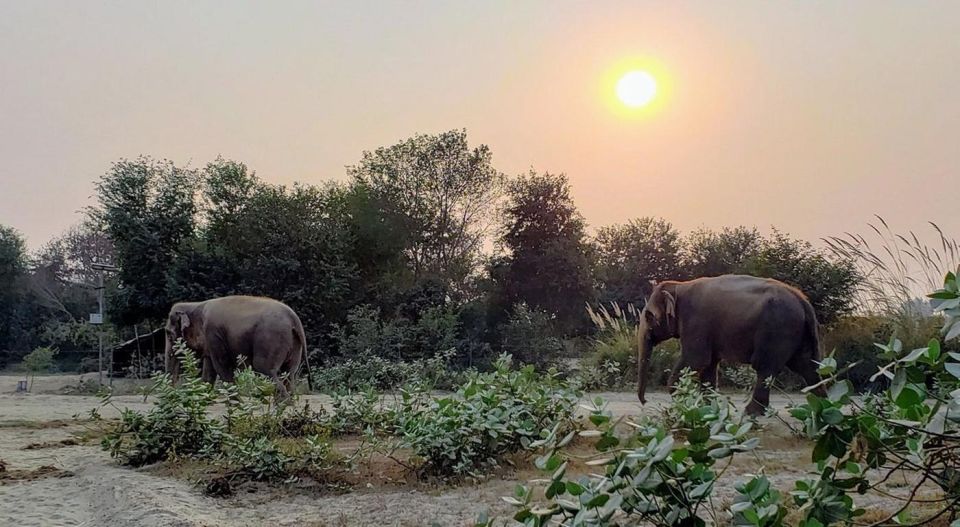 From Agra: Visit to Wildlife SOS Elephant Conservation Trip - Essential Information