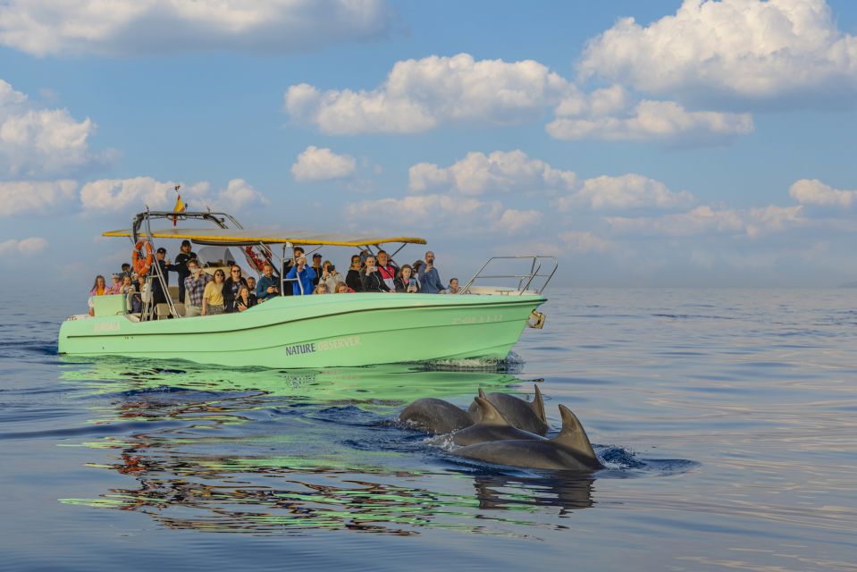 From Alcudia: Sunrise Dolphin Watching Boat Tour - Frequently Asked Questions