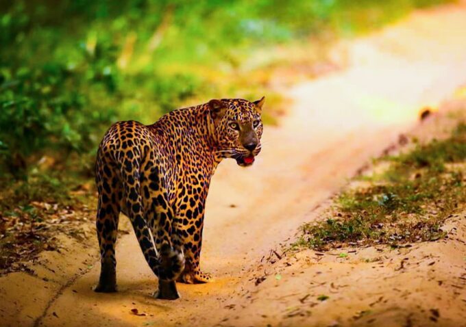 From Anuradhapura: Full-Day Wilpattu National Park Safari - Frequently Asked Questions
