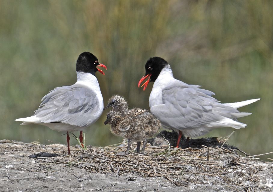 From Avignon: Half-Day Camargue and Saintes-Maries-de-la-Mer - Transportation Information