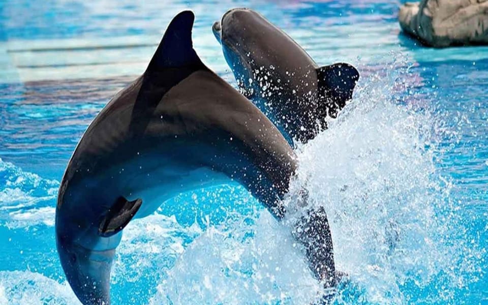 From Belek: Dolphin Show With Transfers - Frequently Asked Questions