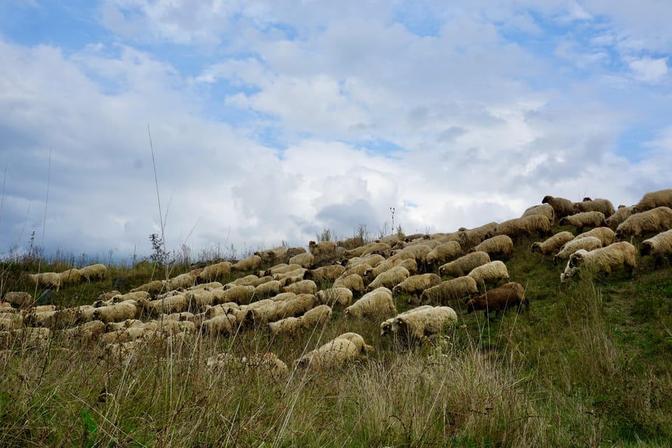 From Bucharest: Transylvanias Treasures In a 3-Day Tour - Important Tour Information