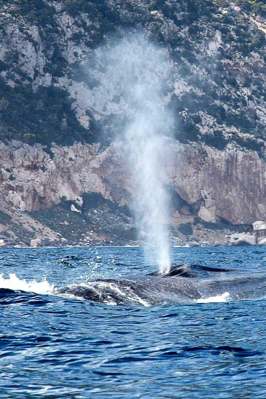 From Cala Gonone: Dolphin & Birdwatching in Orosei Gulf - Departure and Duration