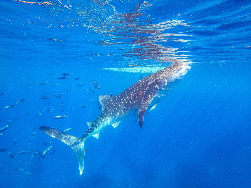 From Cebu: Oslob Whale Shark Snorkeling and Canyoning Tour - Tour Inclusions