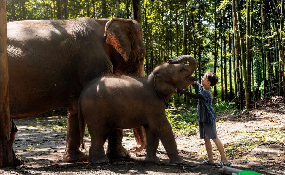 From Chiang Mai: Kerchor Eco Elephant Park Tour - Elephant Protection and Eco-Friendly Practices