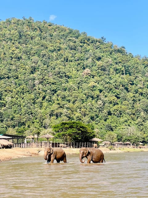 From Chiang Mai: Waterfall, Tubing, & Elephant Half-Day Tour - Customer Reviews